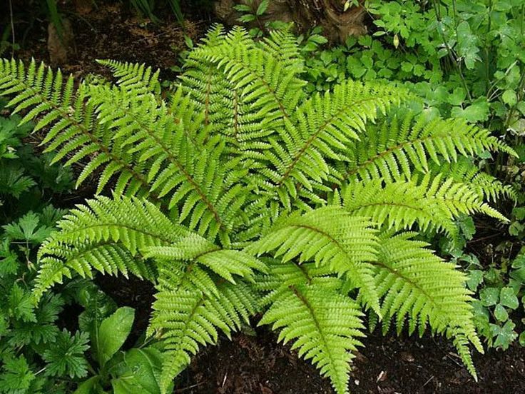 a green plant in the middle of some plants