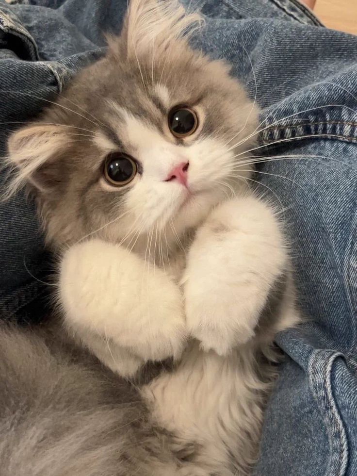 a kitten is sitting in someone's jeans