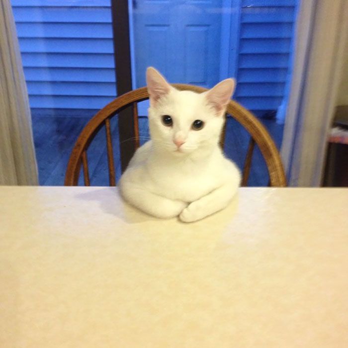 a white cat sitting on top of a wooden chair next to a table with blue shutters