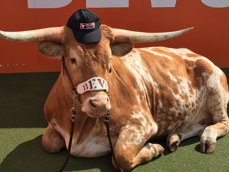 a brown and white cow laying on top of a grass covered field next to a red wall