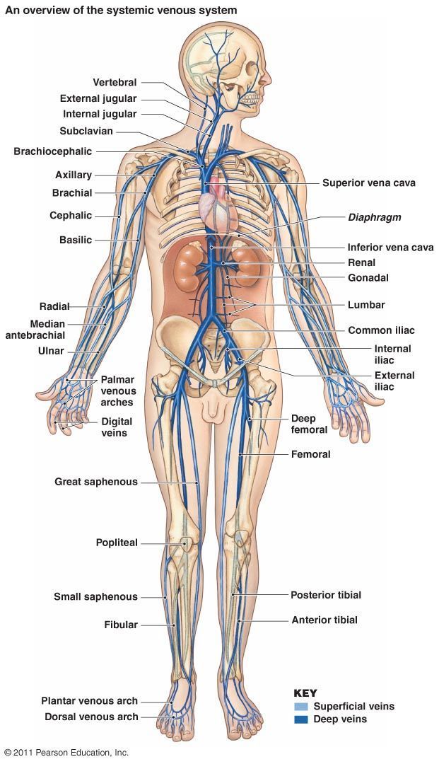 the human body and its major vessels