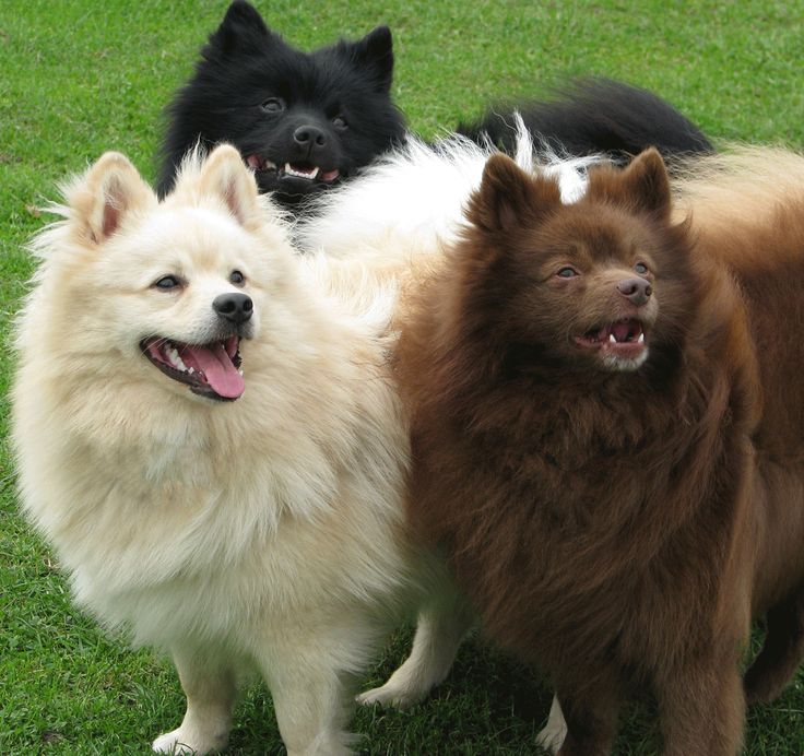 three dogs are standing in the grass and one has its mouth open while the other is looking at the camera