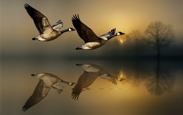 two geese flying over water with trees in the background at sunset or dawn, while one is reflected in the water