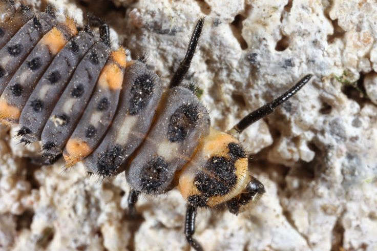 a close up of a bug on a rock