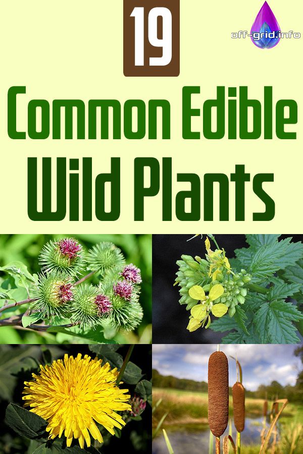 the cover of 19 common edible wild plants