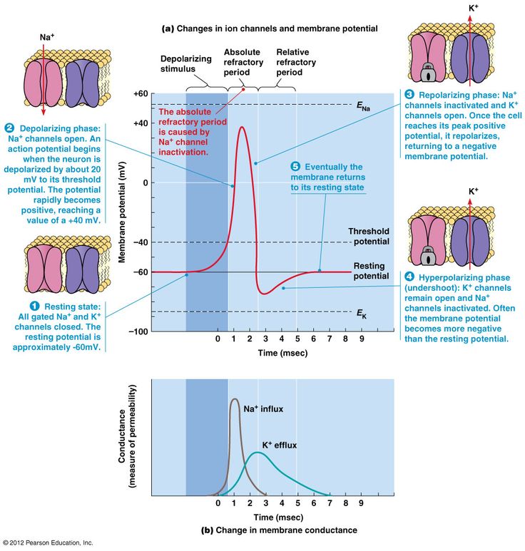 two diagrams showing the different stages of an active membrane and how it is made up