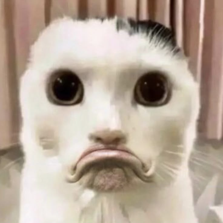 a close up of a cat with a weird look on it's face