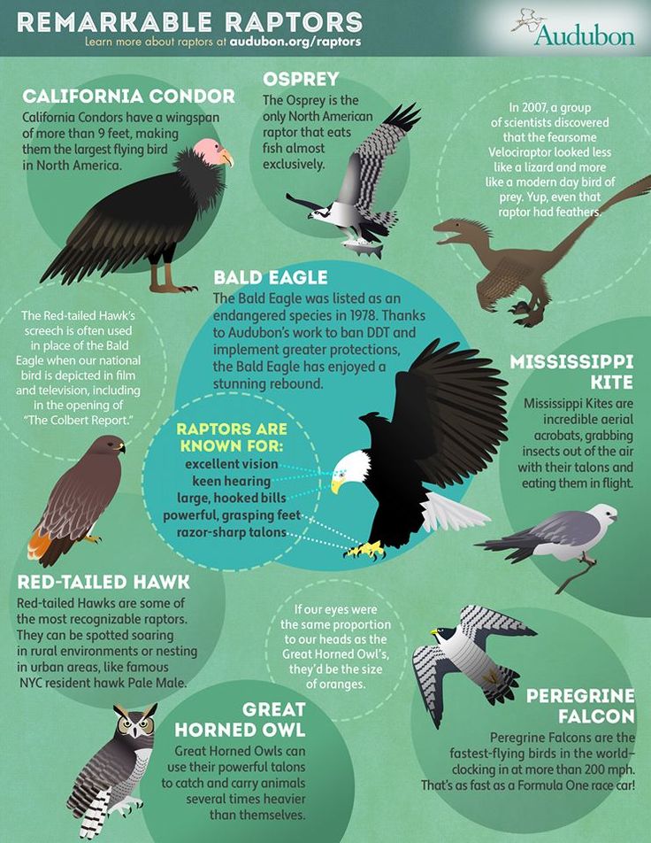 the different types of birds that can be seen in this info sheet, including raptors and