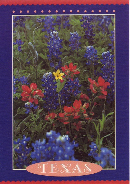 the front cover of texas's wildflowers and other flowers, including ...