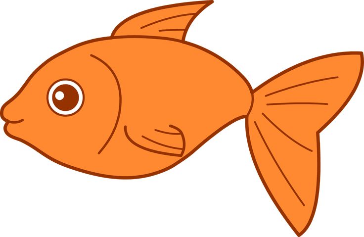 an orange fish with big eyes on it's side