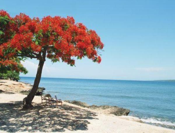 a tree with red flowers is on the beach by the water's edge,