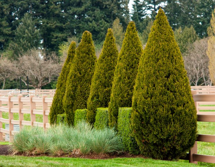 some very pretty trees by a fence in the grass