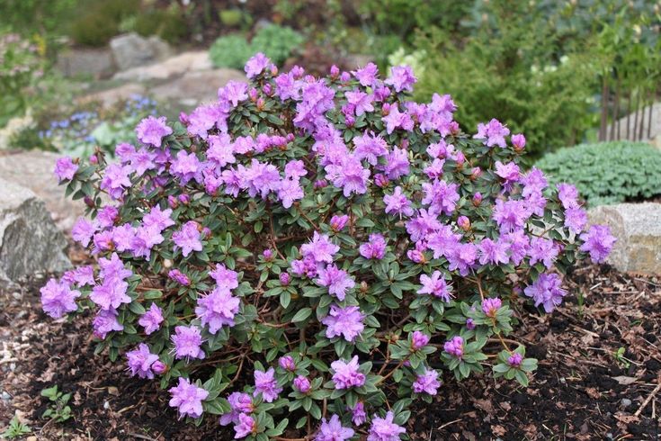 purple flowers are blooming in the garden