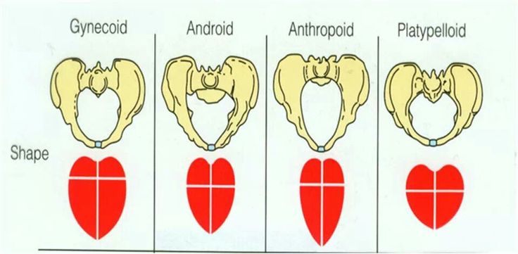 Pelvic shapes Pelvis Anatomy, Nursing Cheat Sheet, Nursing Cheat, Nclex Pn, Ob Nursing, Nursing Pins, Musculoskeletal System, Daily Health Tips, Nursing Education