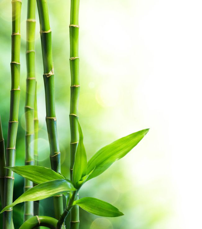 Bamboo Planta Crecimiento Leaf Antecedentes | Bamboo background, Bamboo  wallpaper, Bamboo image