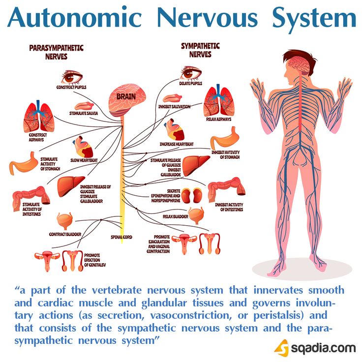 the nervous system and its functions are shown in this diagram, which shows how it works