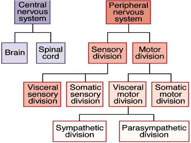 anatomical divisions of cns | Peripheral Nervous System | Medical stuff ...