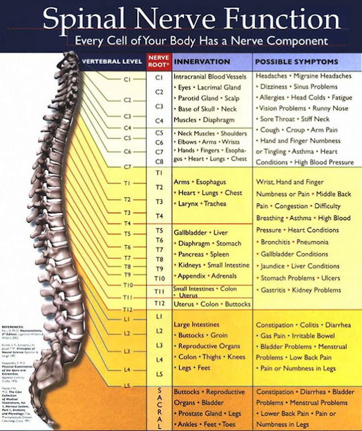 The human body has 31 pairs of spinal nerves (somatic nerves).  They are located at each vertebral level of the spinal cord: 8 cervical (C), in your neck or upper area of your spinal cord 12... Sistem Saraf, Sinus Problems, Spinal Nerve, Spine Health, Abdominal Fat, Anatomy Physiology, Migraine Headaches, Nurse Stuff, Athletic Training