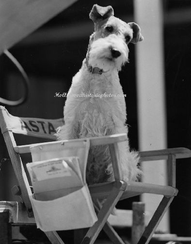 an old black and white photo of a dog sitting in a folding chair