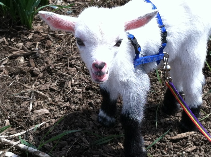 a small white goat standing on top of a dirt field next to grass and flowers