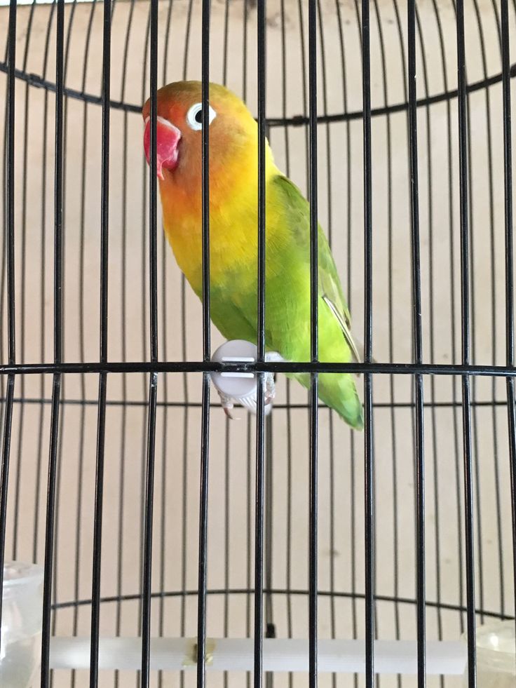 a yellow and green bird sitting on top of a cage