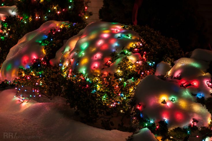 christmas lights are lit up on the ground in front of bushes and shrubs covered with snow