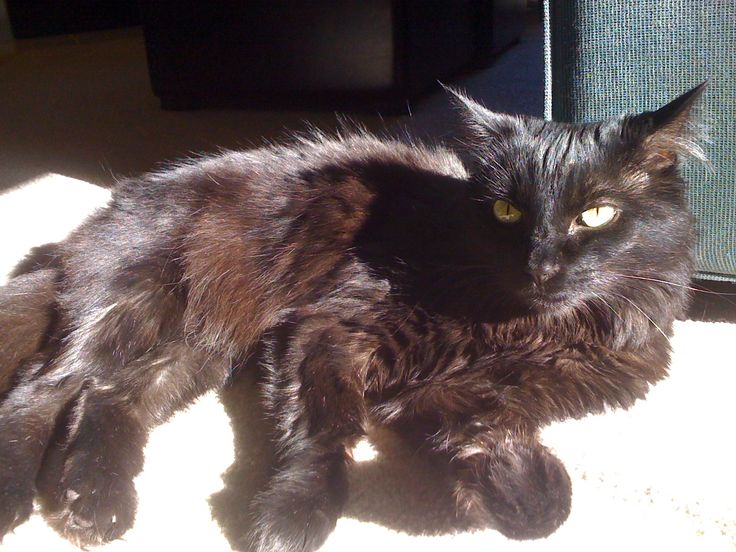 a black cat laying on the floor in front of a window with sunlight streaming through it