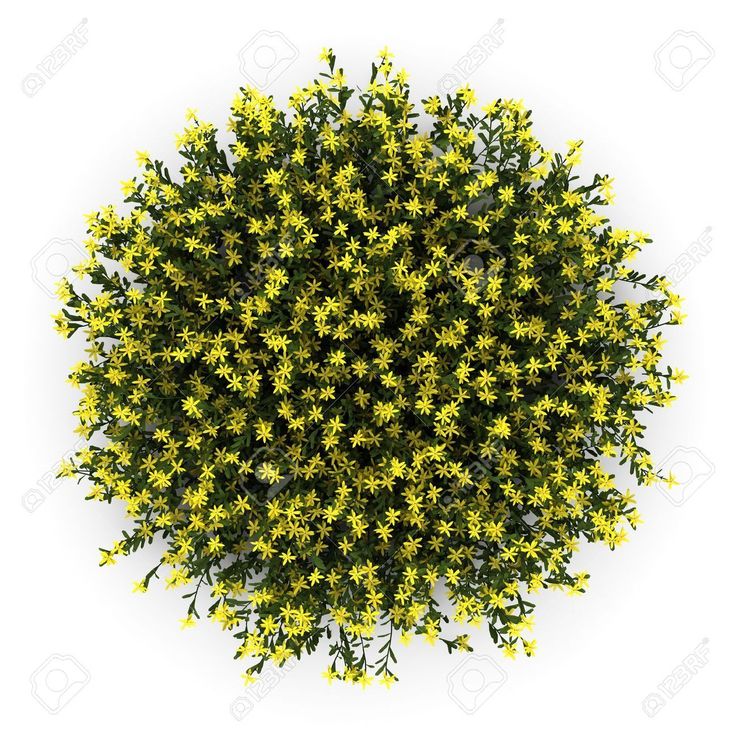 an overhead view of yellow flowers on a white background stock photo - 957982