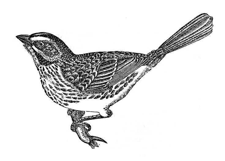 a black and white drawing of a bird sitting on top of a tree branch, vintage line drawing or engraving