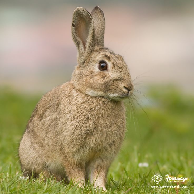 a small rabbit sitting on top of a lush green field next to the words storm