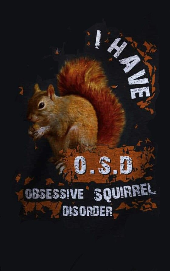 an image of a squirrel with the words i have o s d obsesive squirrel disorder