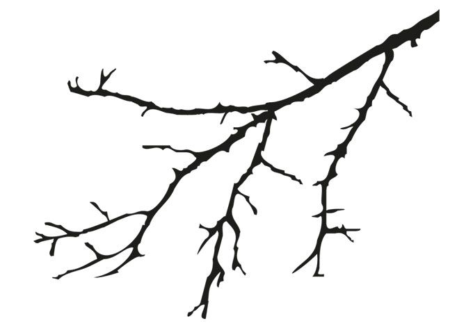 a branch with no leaves is shown in black and white, on a white background