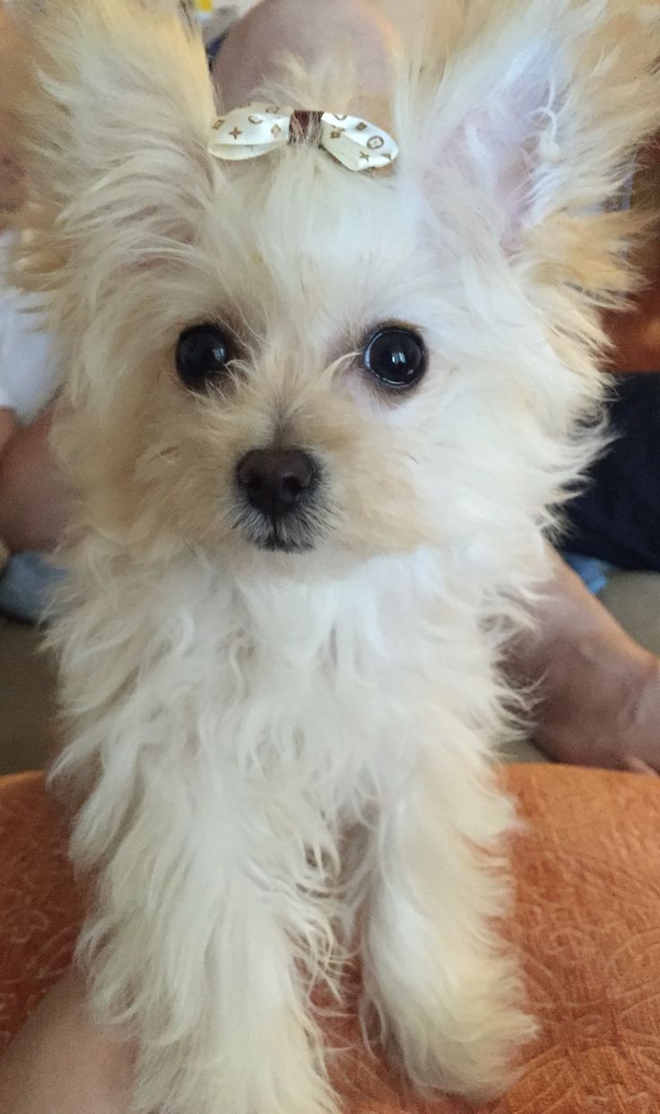 a small white dog sitting on top of a bed