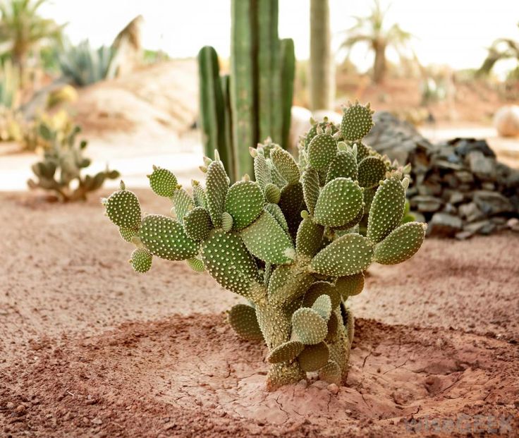 a cactus plant in the middle of a dirt area