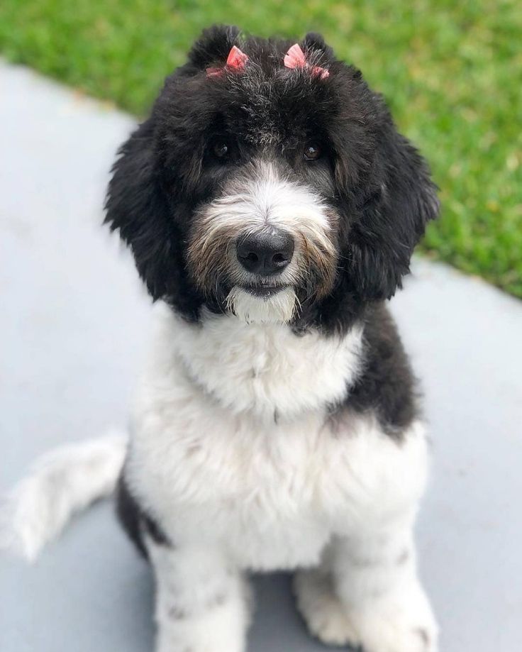 a small black and white dog sitting on top of a cement floor next to green grass