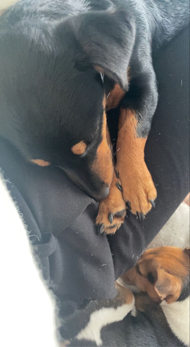 a black and brown dog laying on top of a bed next to another small dog