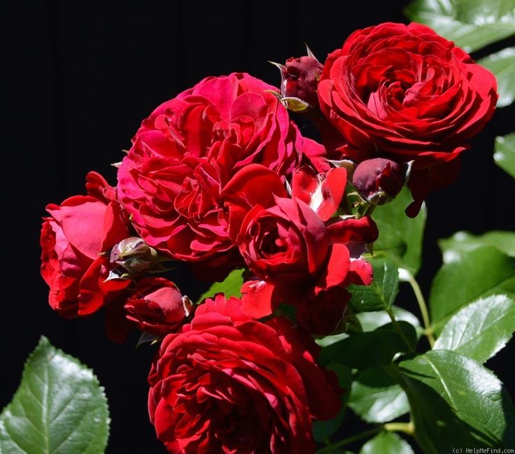 red roses are blooming in the sun on a black background, with green leaves