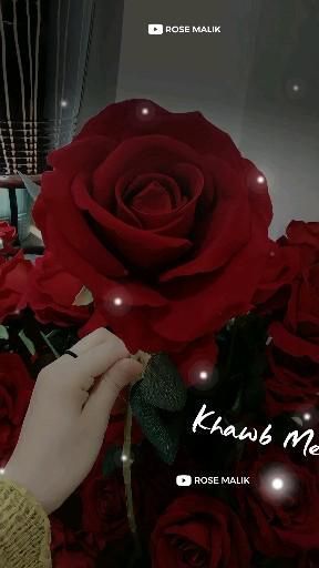 a person holding a red rose in their hand with the words khwas me on it