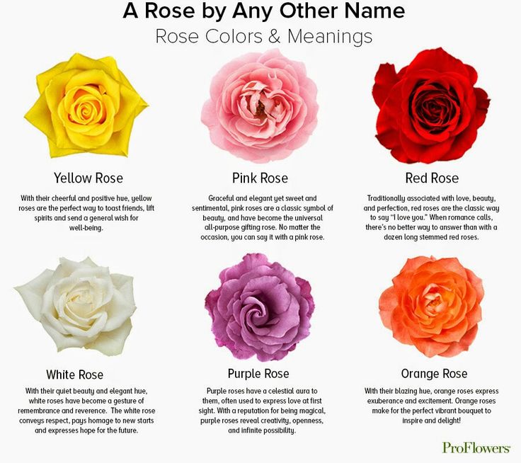 Rose Color Chart Meanings | Rose color meanings, Yellow rose meaning ...