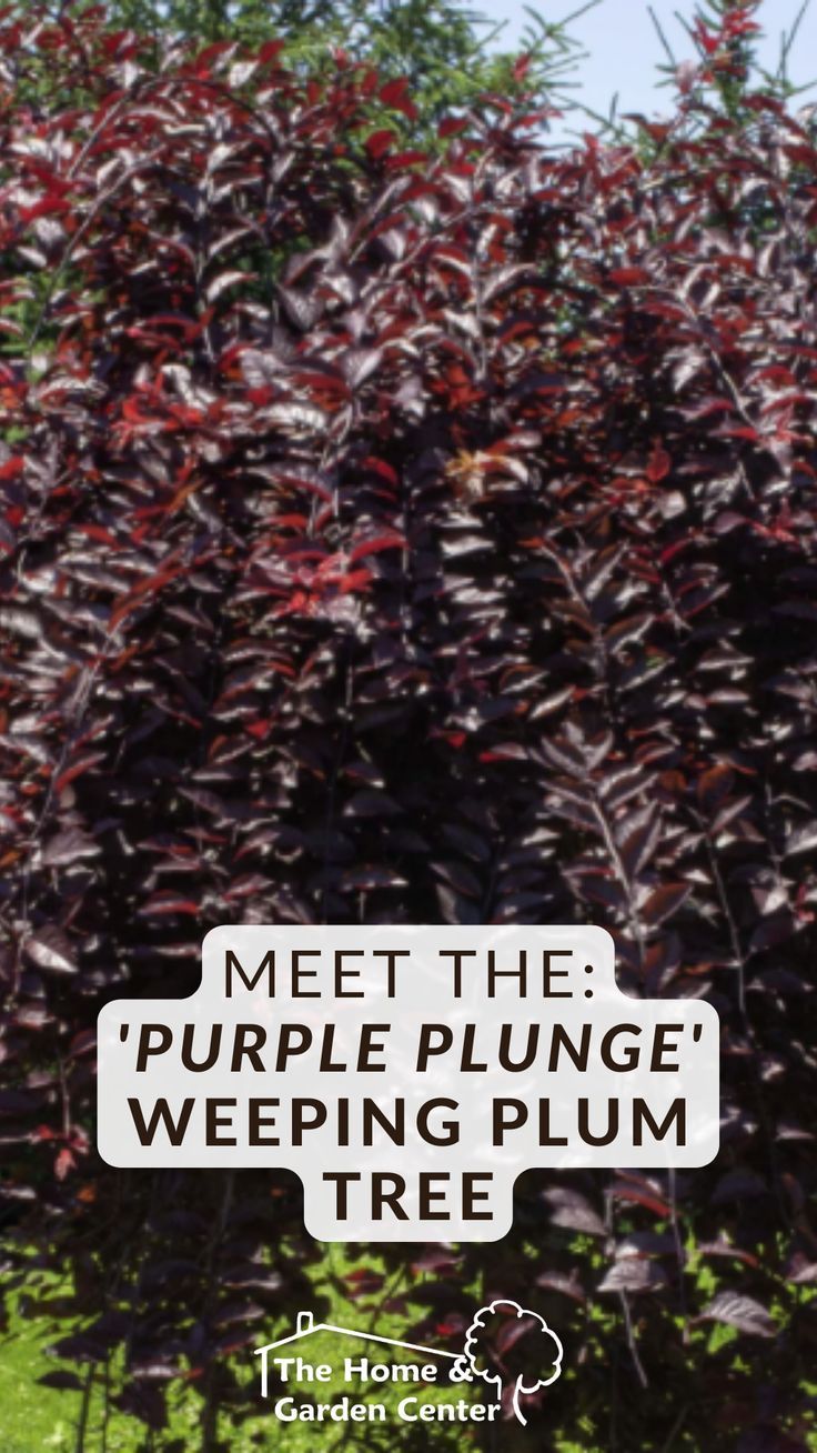 a sign that says meet the purple plunge weeping plum tree in front of some bushes