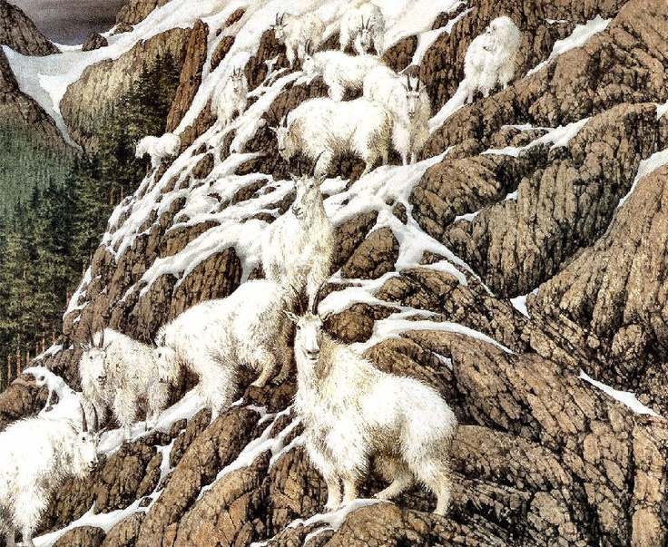 the mountain goats are climbing up the snowy mountains