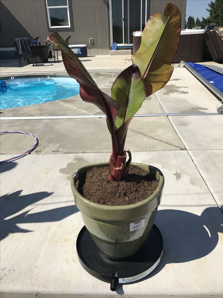 a small potted plant sitting in front of a swimming pool