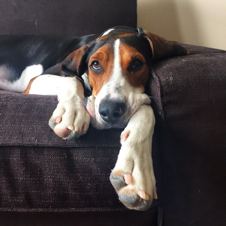 a dog laying on top of a couch with his paws resting on the armrest