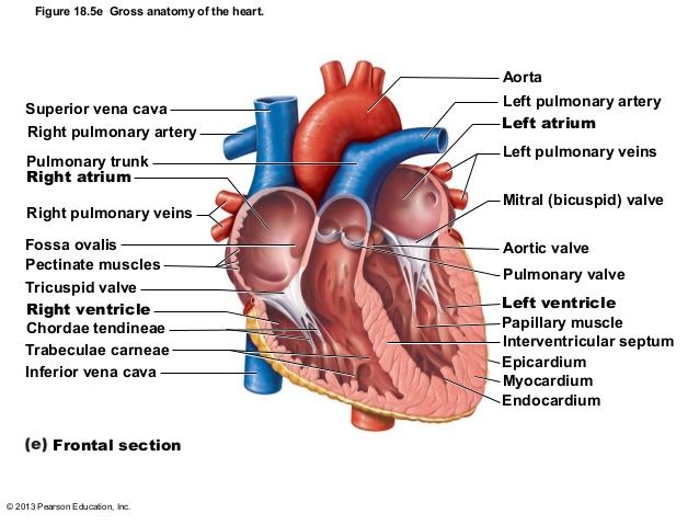 2013 Pearson Education Inc Figure 18 5e Gross Anatomy Of The Heart Superior Vena Cavaright Pulmonary Arte Coronary Circulation Gross Anatomy Tricuspid Valve