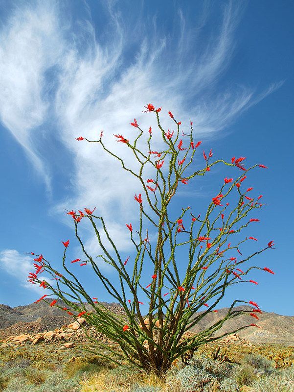 a plant with red flowers is in the middle of a desert area under a blue sky