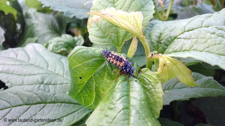 a bug sitting on top of a green leafy plant next to other plants and leaves