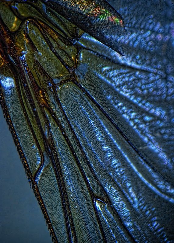 a close up view of the back end of a blue insect's wing wings