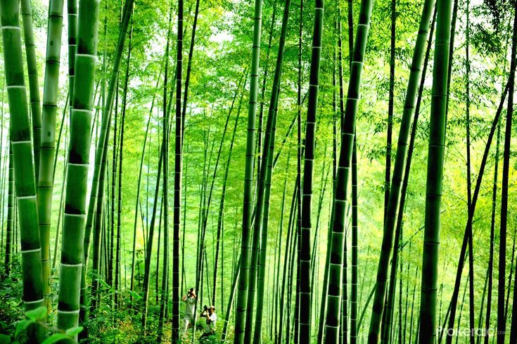 the tall green bamboo trees are growing in the forest