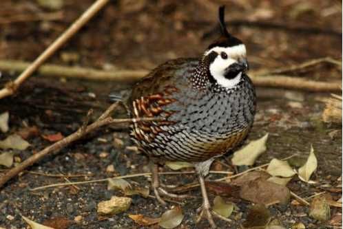 a brown and white bird standing on top of a dirt ground next to dry leaves