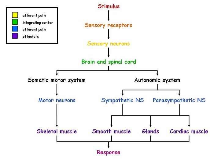 31 best Science Mind Maps images on Pinterest | Mind maps, Aqa science ...